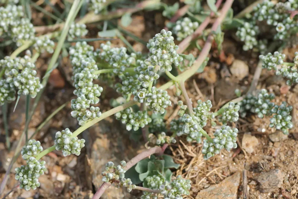 Mediterranean Strapwort
