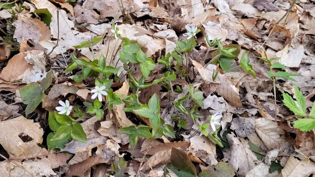 Sharp-lobed Hepatica