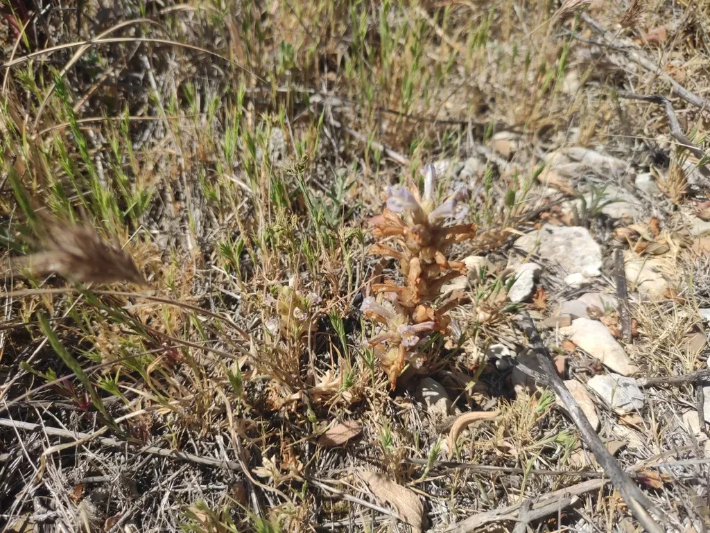 Phelipanche Rosmarina