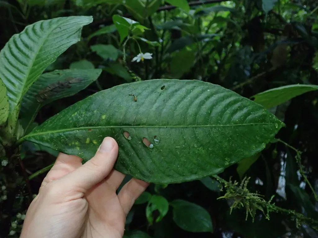 Notopleura Micayensis