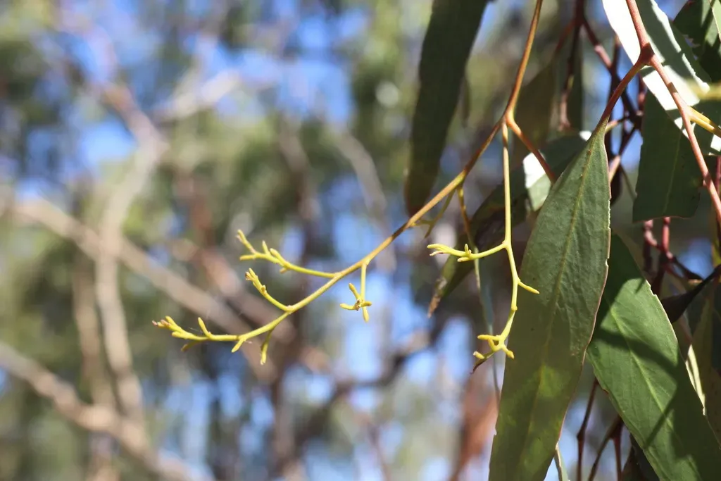 Eucalyptus Ochrophloia