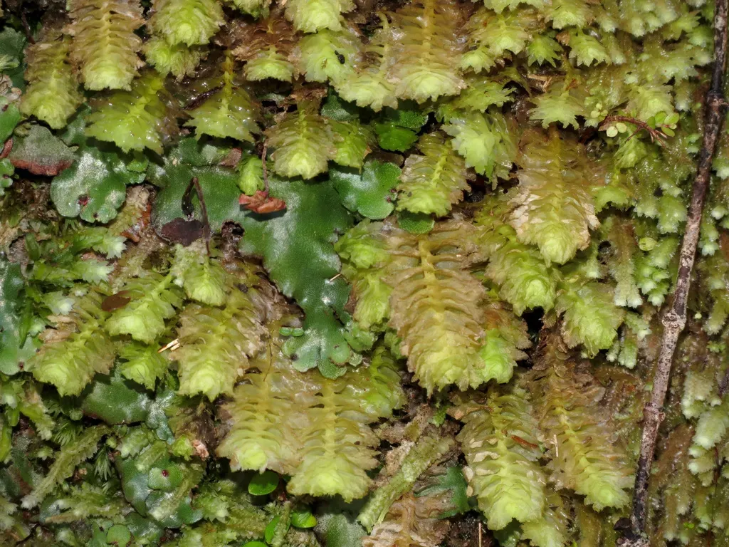 Schistochila Appendiculata