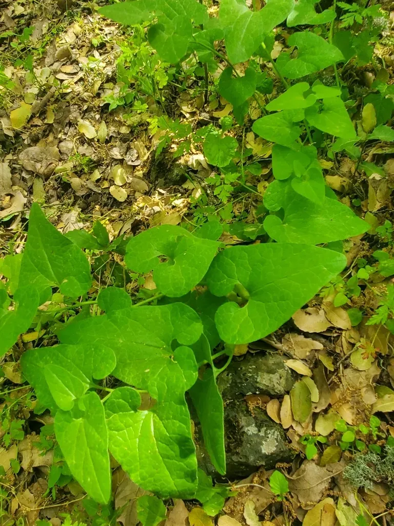 Aristolochia Paecilantha