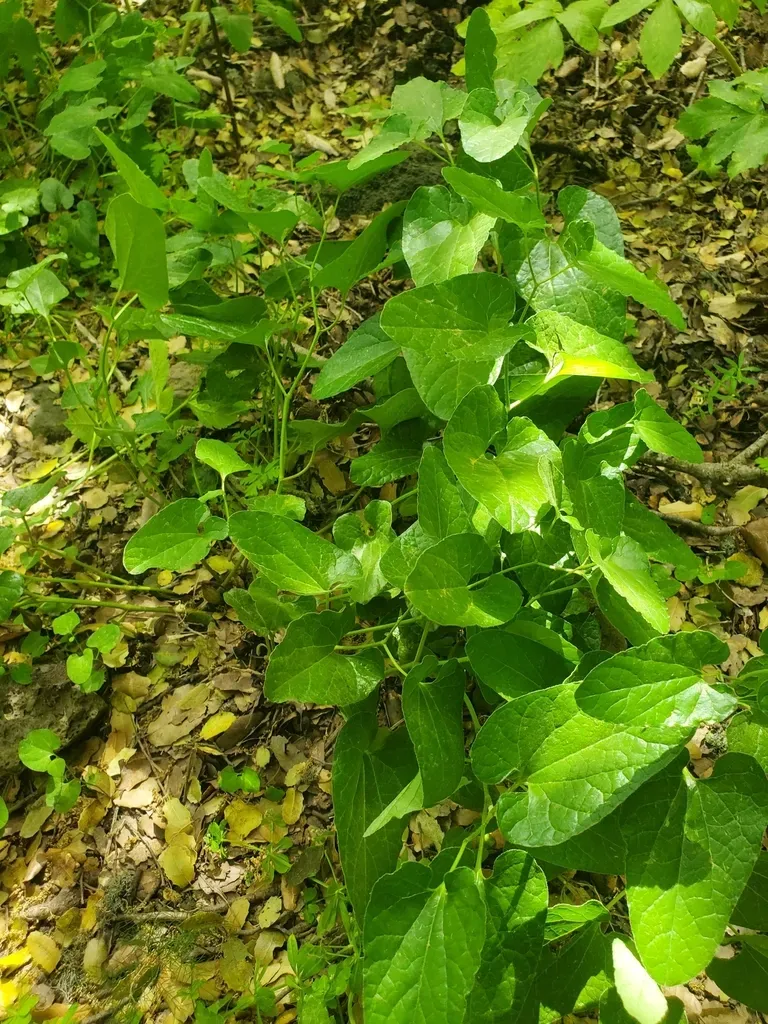 Rough Birthwort