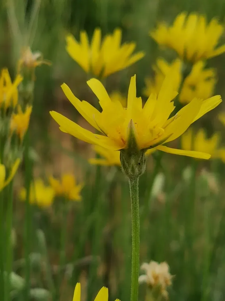 Gelasia Biebersteinii