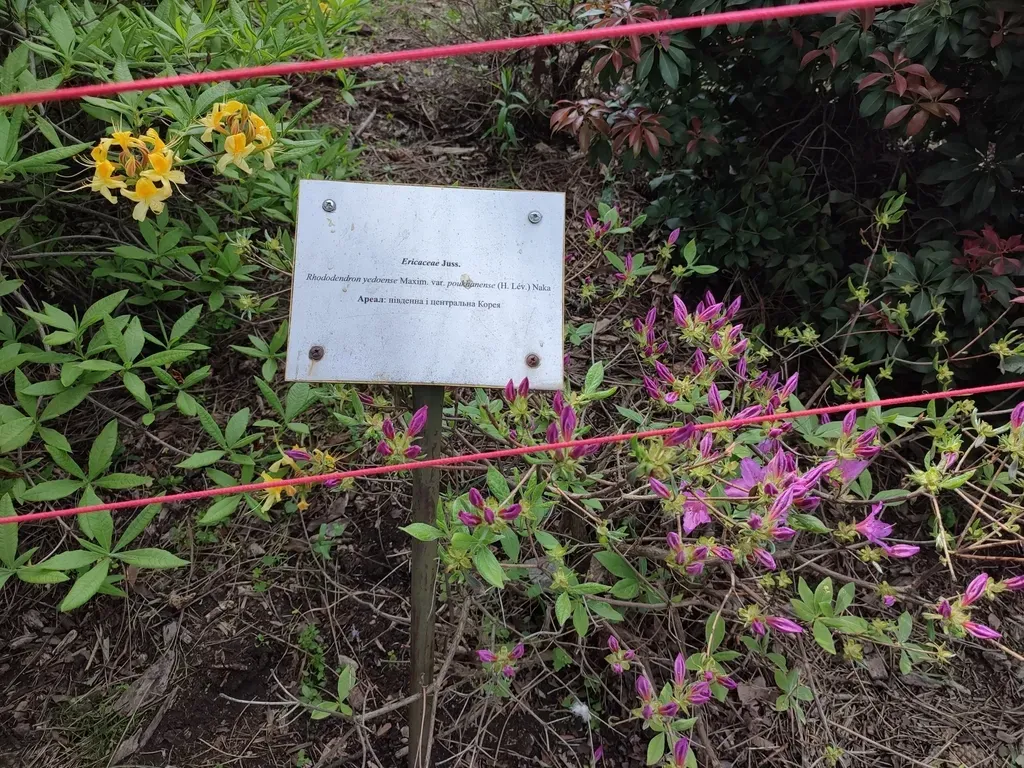Multipetalous Korean Azalea