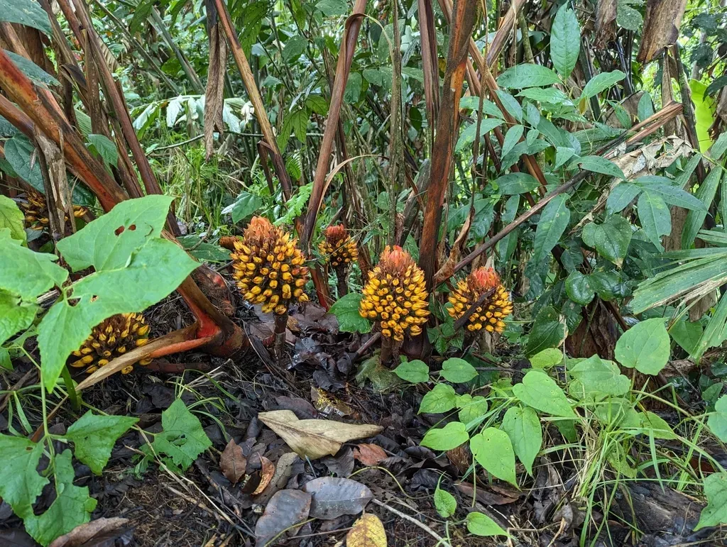 Renealmia Nicolaioides