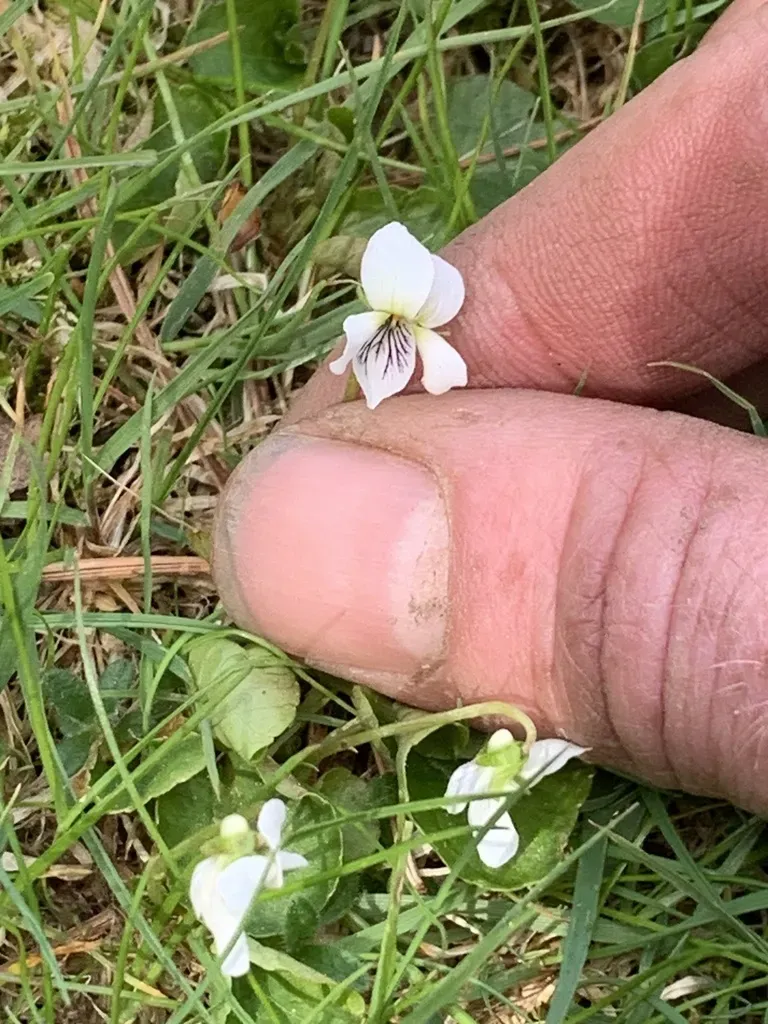 Northern White Violet