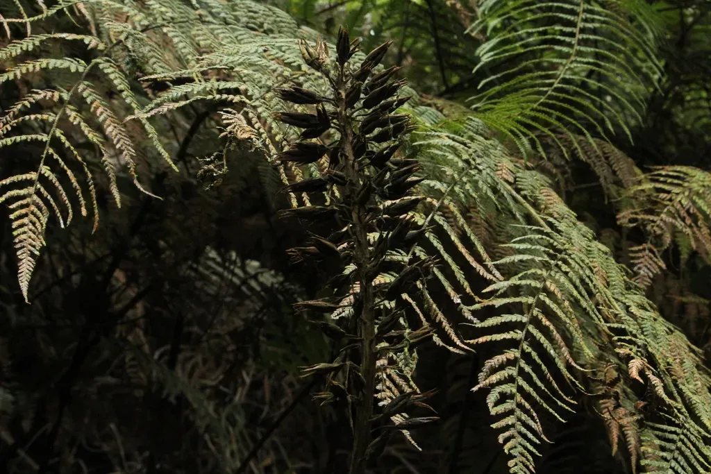Pitcairnia Kalbreyeri