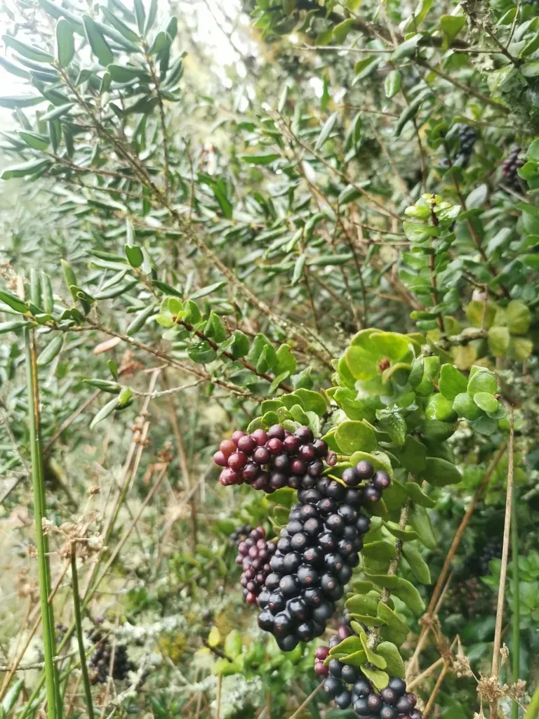 Notanthera Heterophyllus