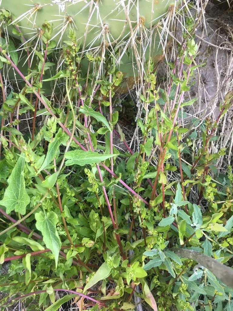 San Diego Coastal-creeper