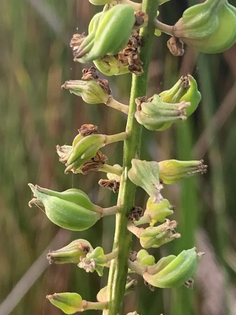 Cycnogeton Microtuberosum