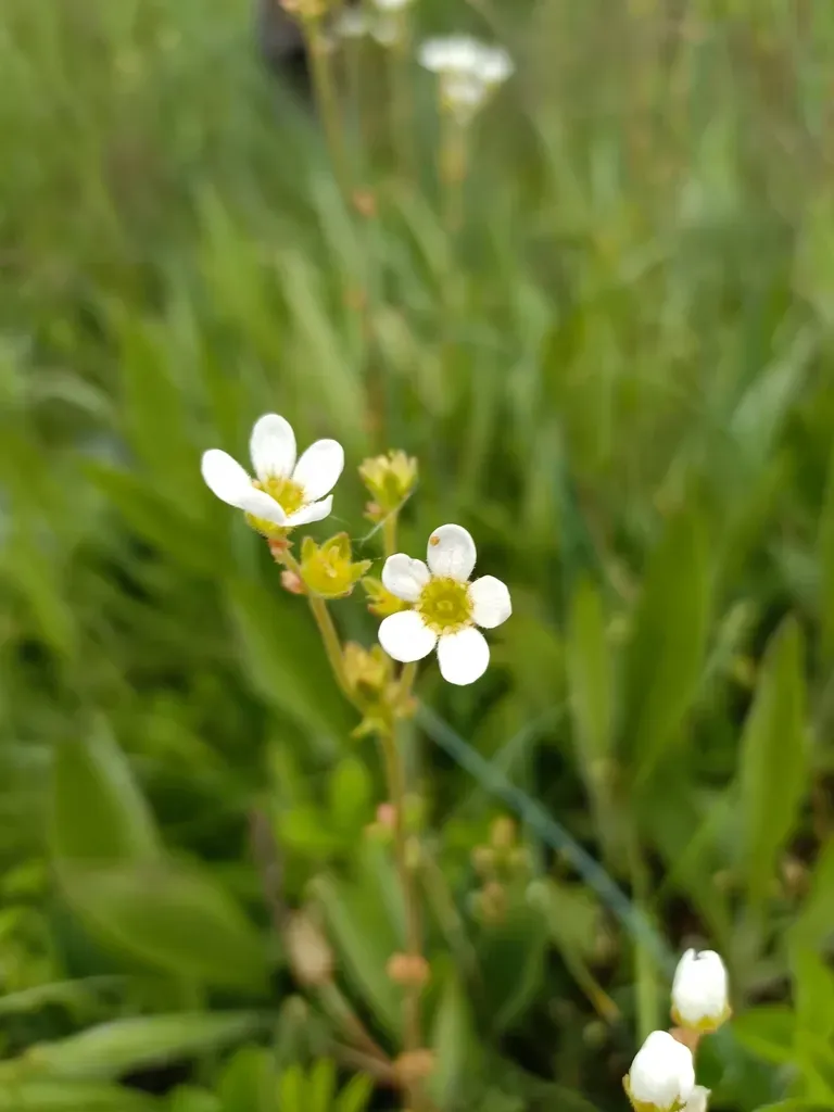 Bulbous Saxifrage