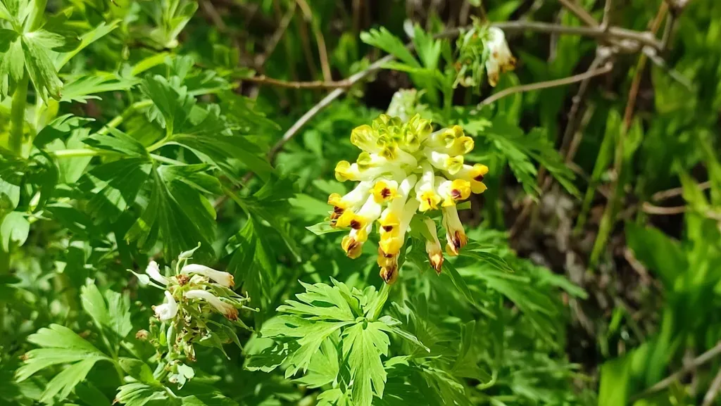 Siberian Corydalis