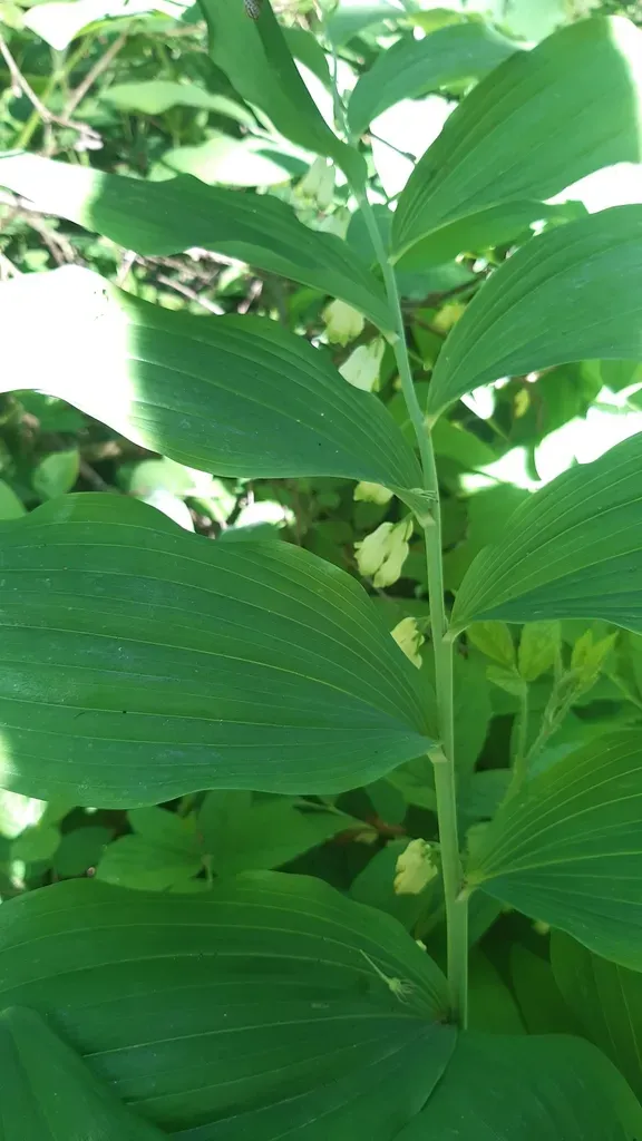 Garden Solomon's-seal