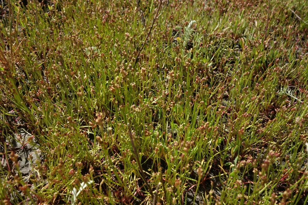 Plantago Tenuiflora