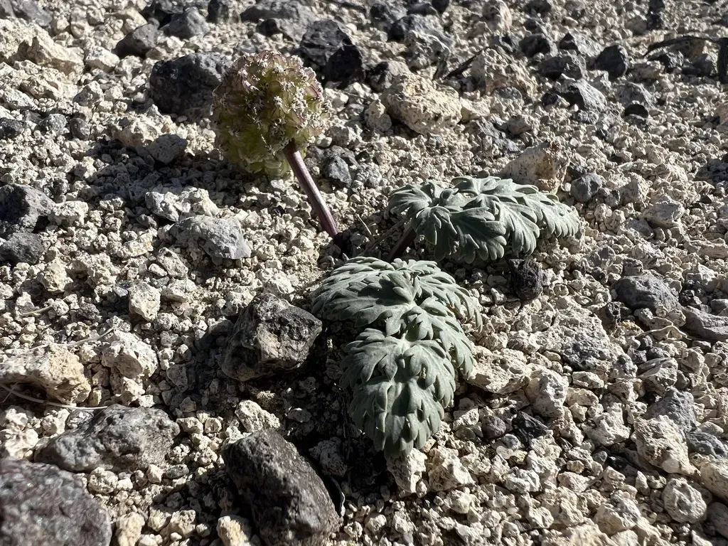 Globose Cymopterus