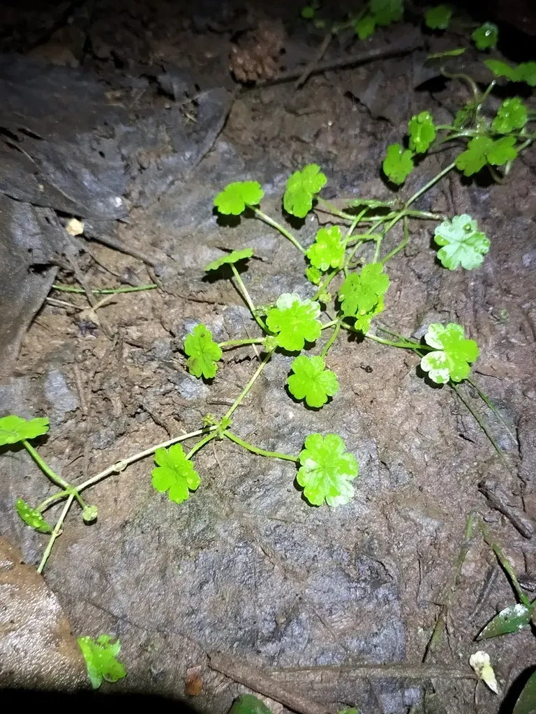 Hydrocotyle Elegans