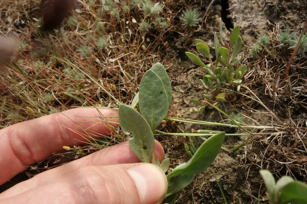 Verruciferous Orache