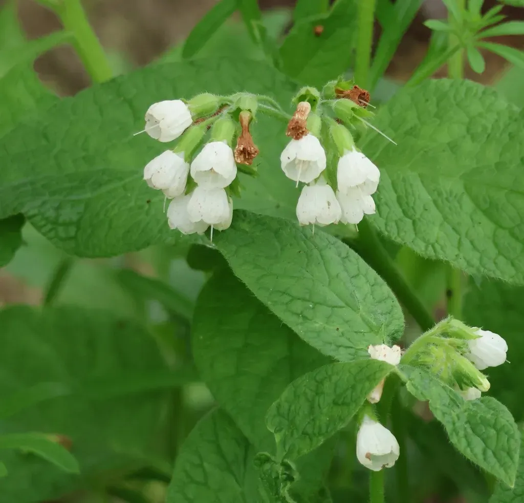 White Comfrey