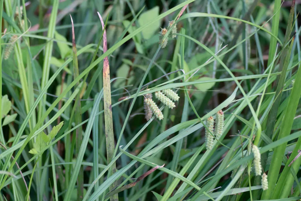 Carex Maximowiczii