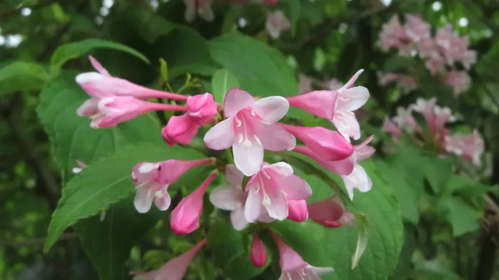 Garden Weigela