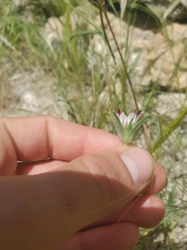 Short-involucelled Pterocephalus