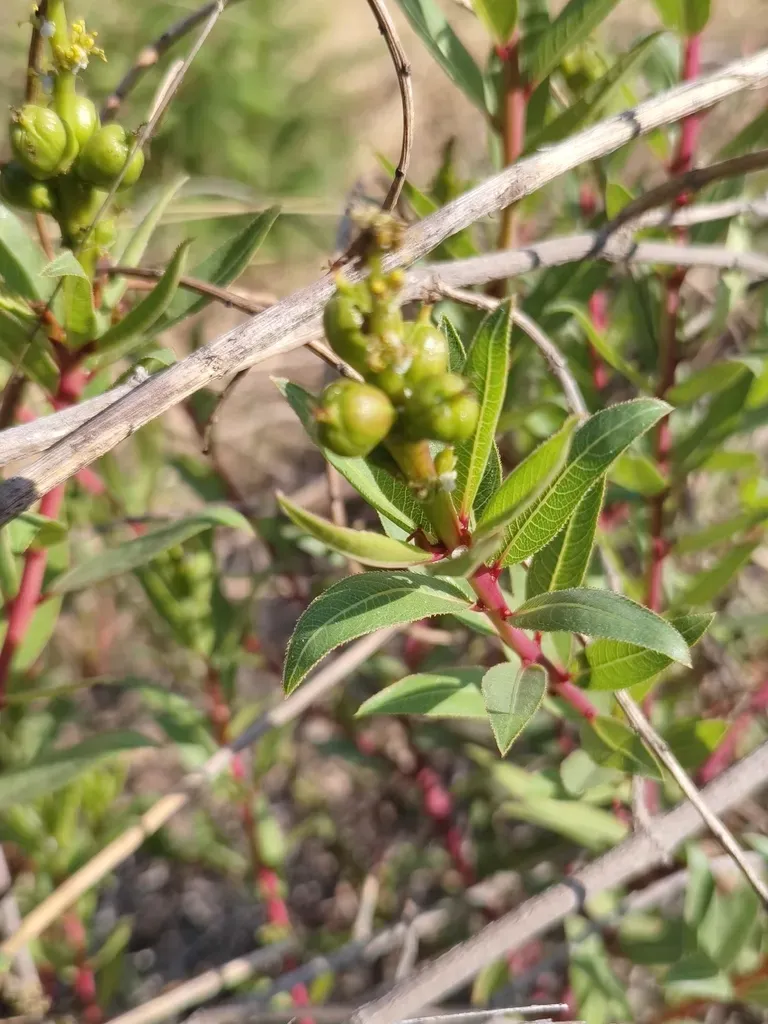 Stillingia Zelayensis