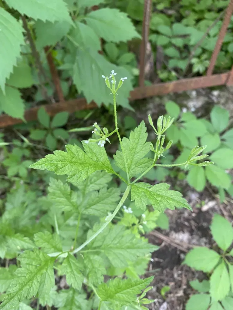 Chaerophyllum Nodosum