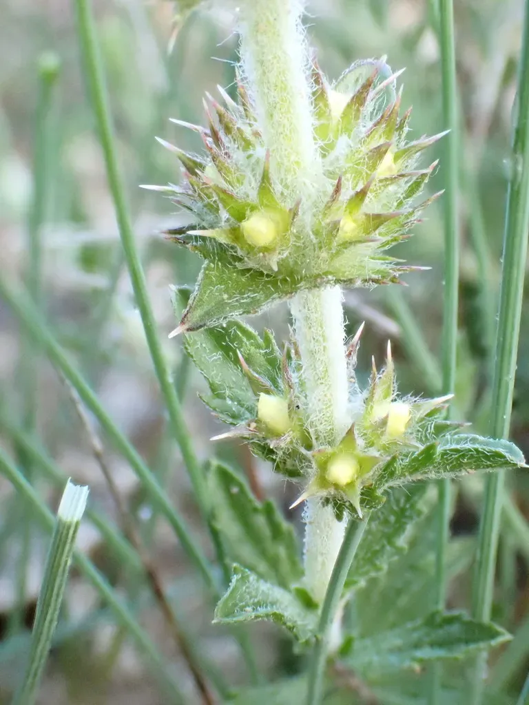 Sideritis Fruticulosa