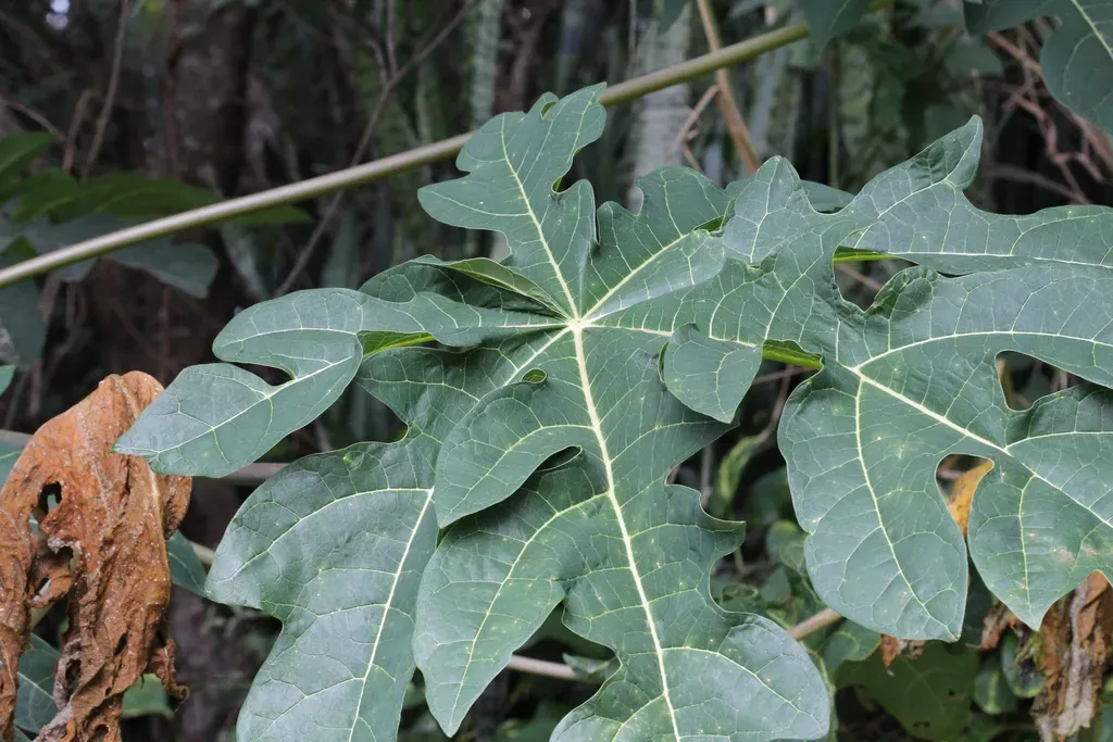 Oak-leaved Papaya