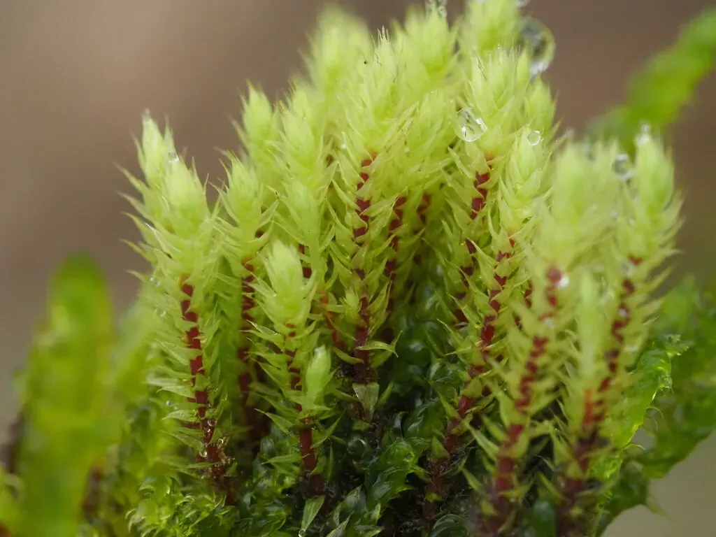 Philonotis Sullivantii