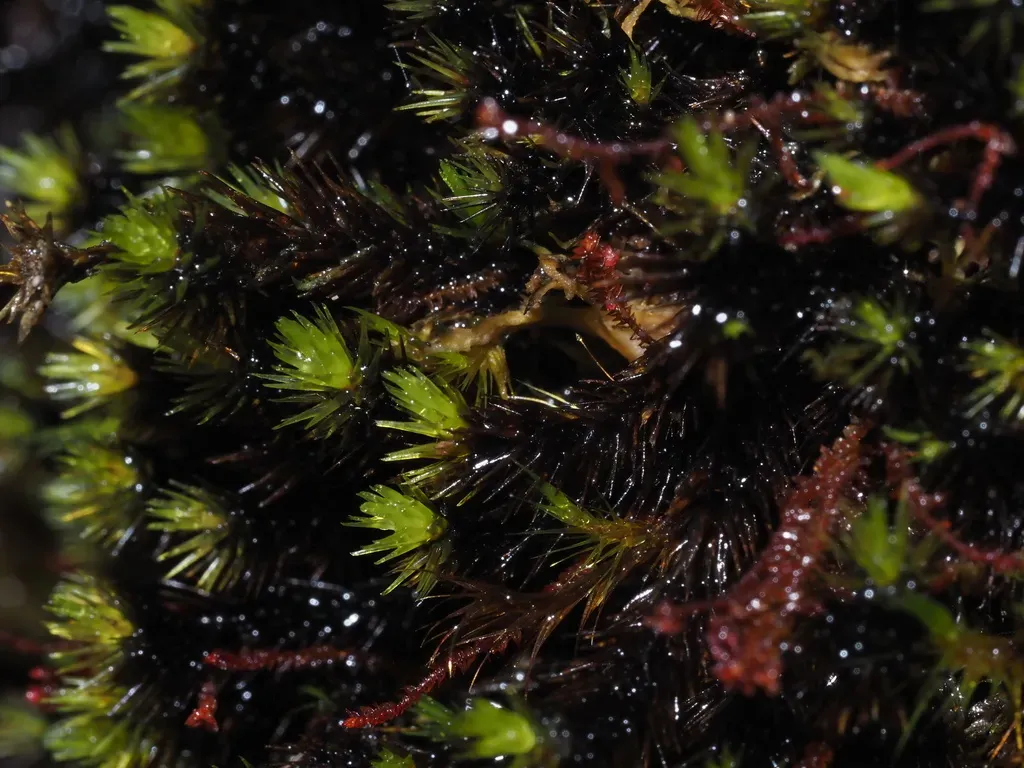 Campylopus Umbellatus