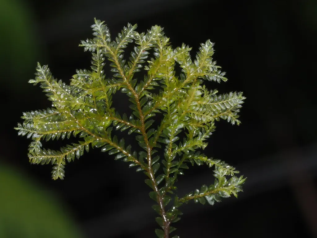 Plagiochila Mauiensis