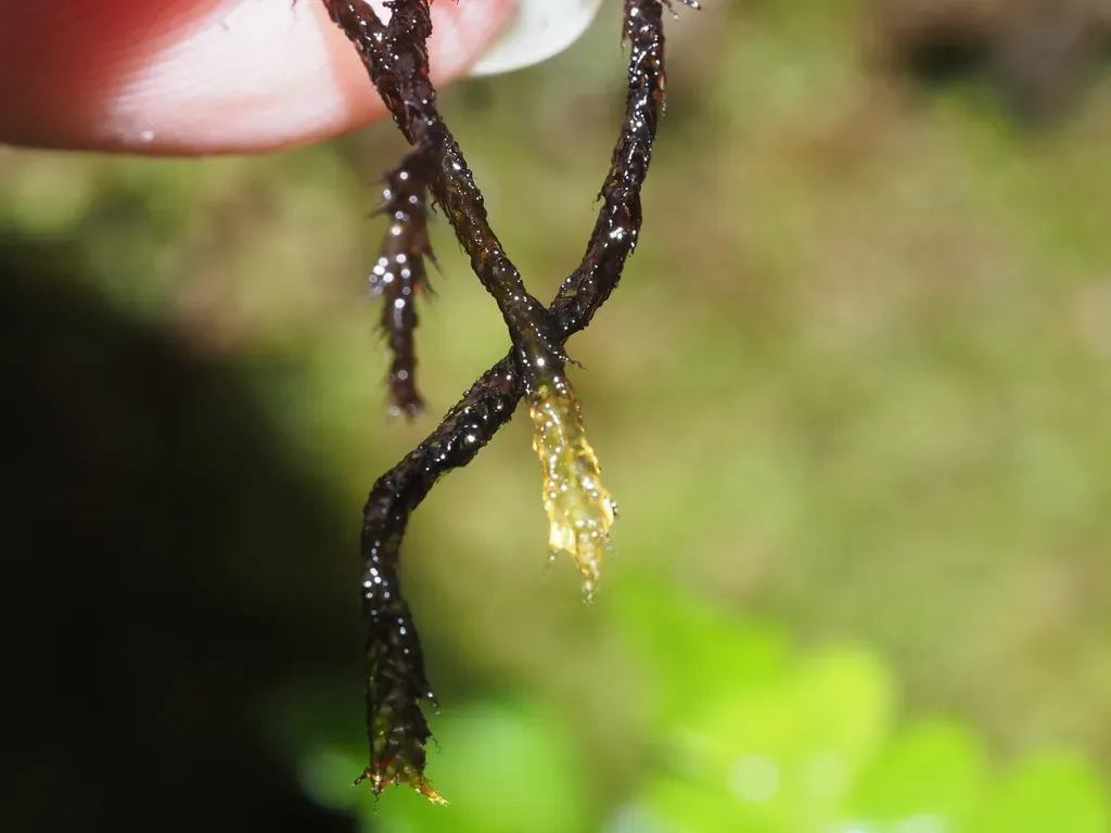 Aerobryopsis Longissima