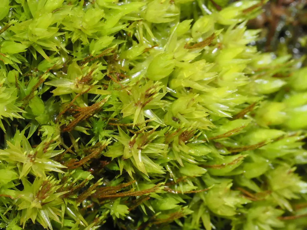 Dicranum Speirophyllum