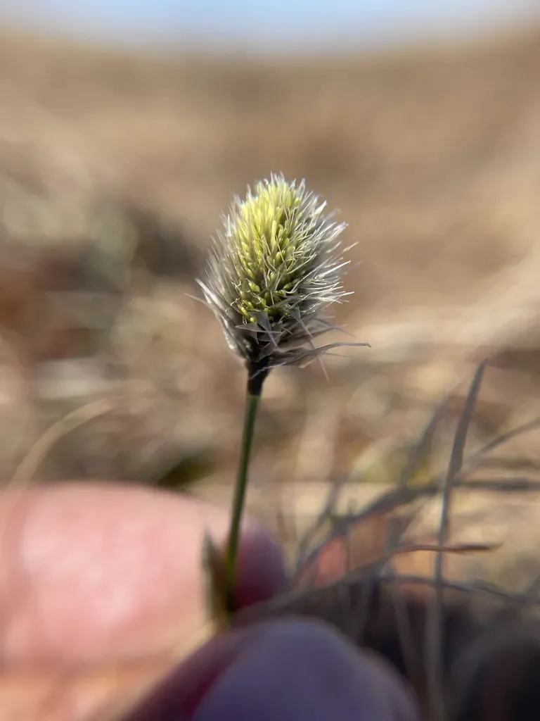 Sheathed Cotton-grass