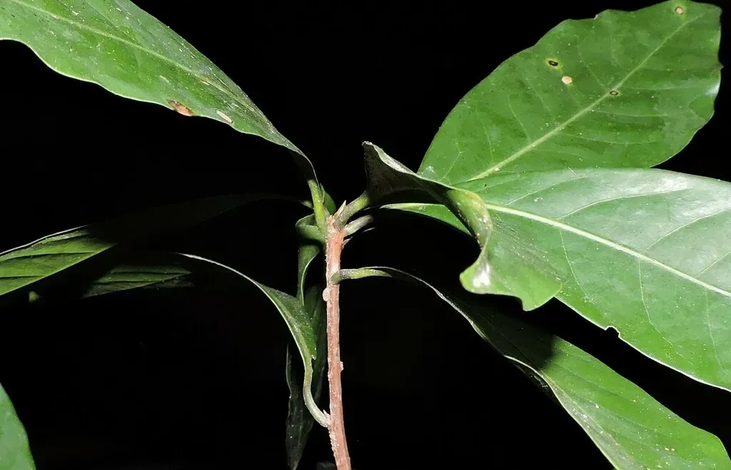 Ocotea Odorifera