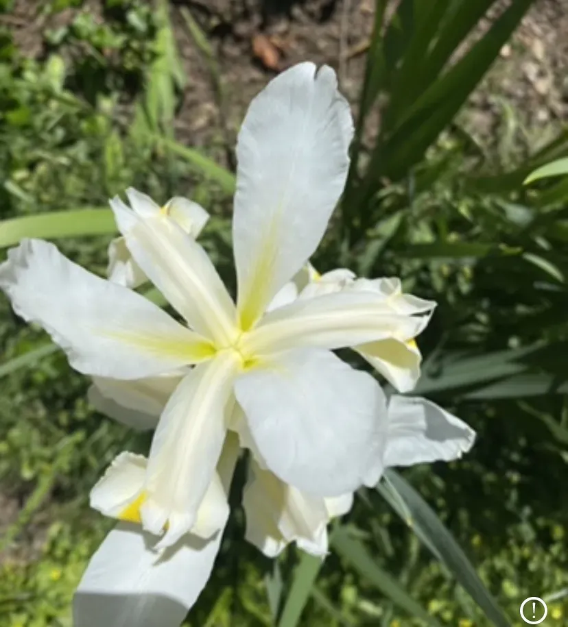 Turkish Iris
