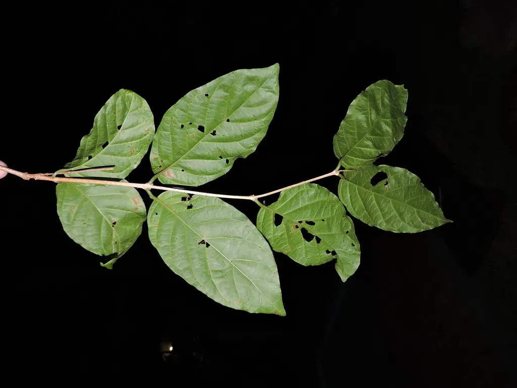 Campomanesia Xanthocarpa