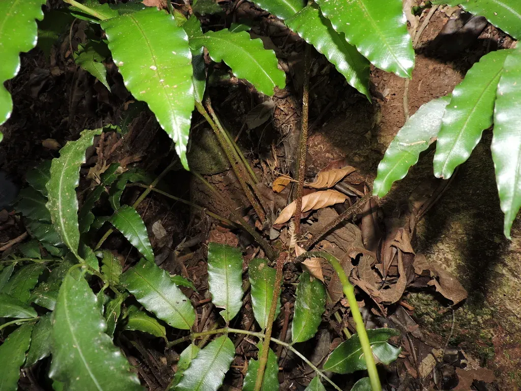 Danaea Geniculata
