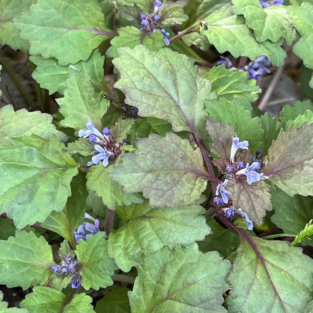 Ajuga Yesoensis