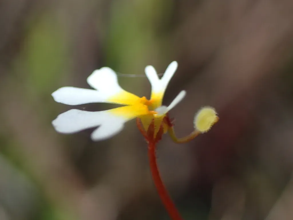 Stylidium Oviflorum