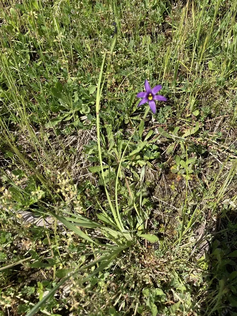 Idaho Blue-eyed Grass
