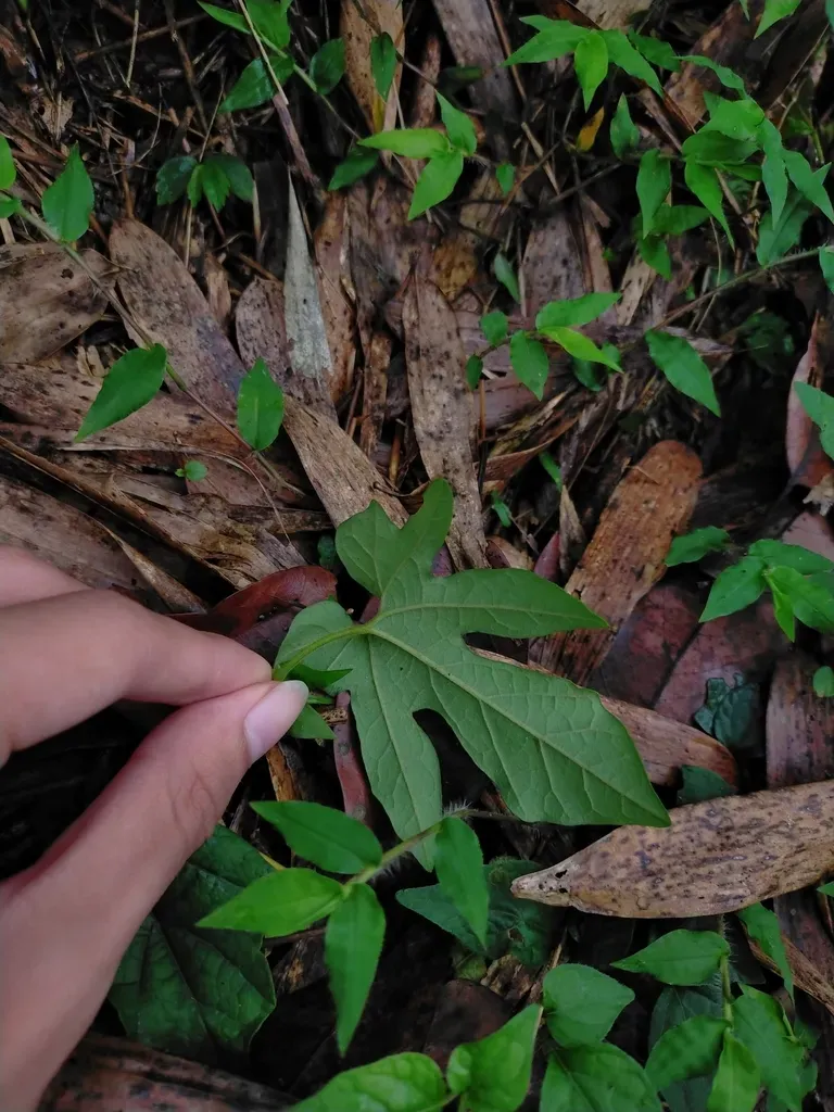 Aristolochia Cucurbitifolia