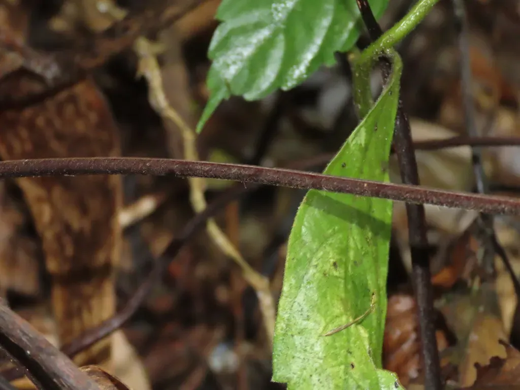 Hymenasplenium Excisum