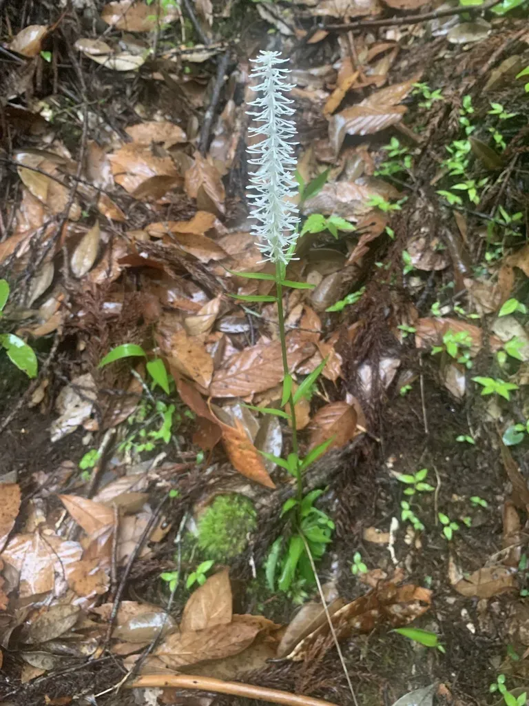 Chamaelirium Japonicum