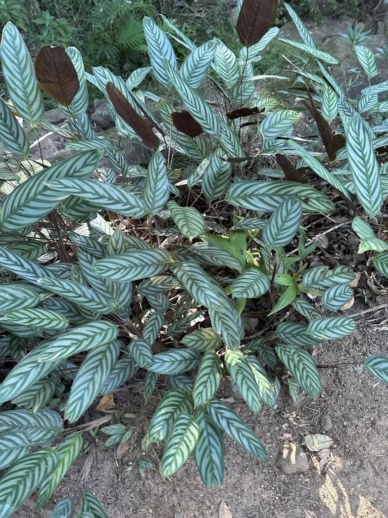 Ctenanthe Kummeriana