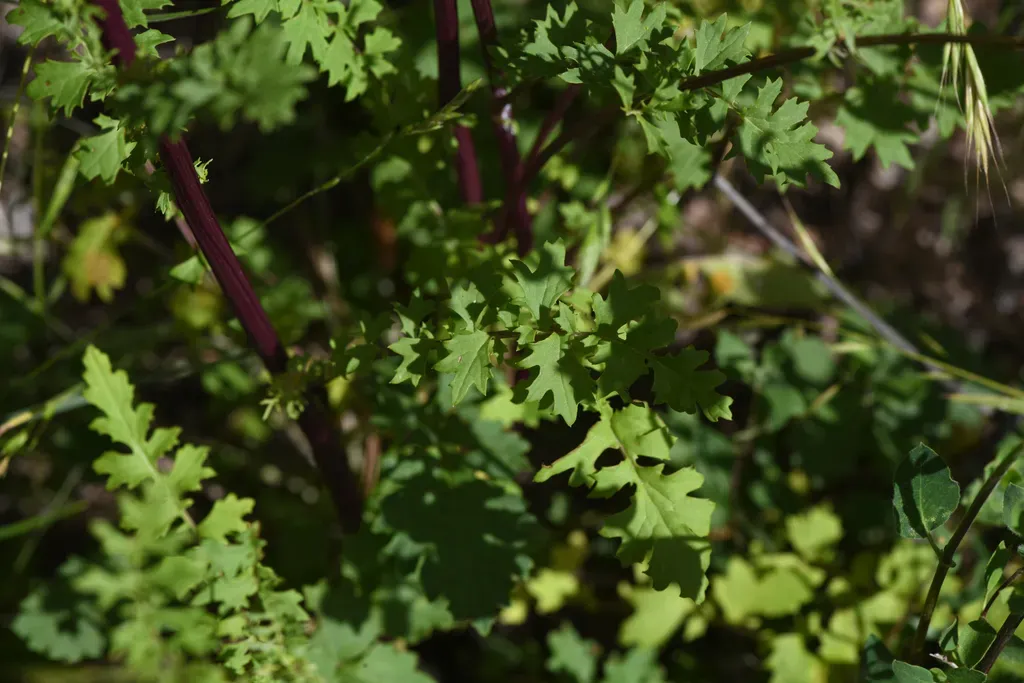 Brewer's Ragwort