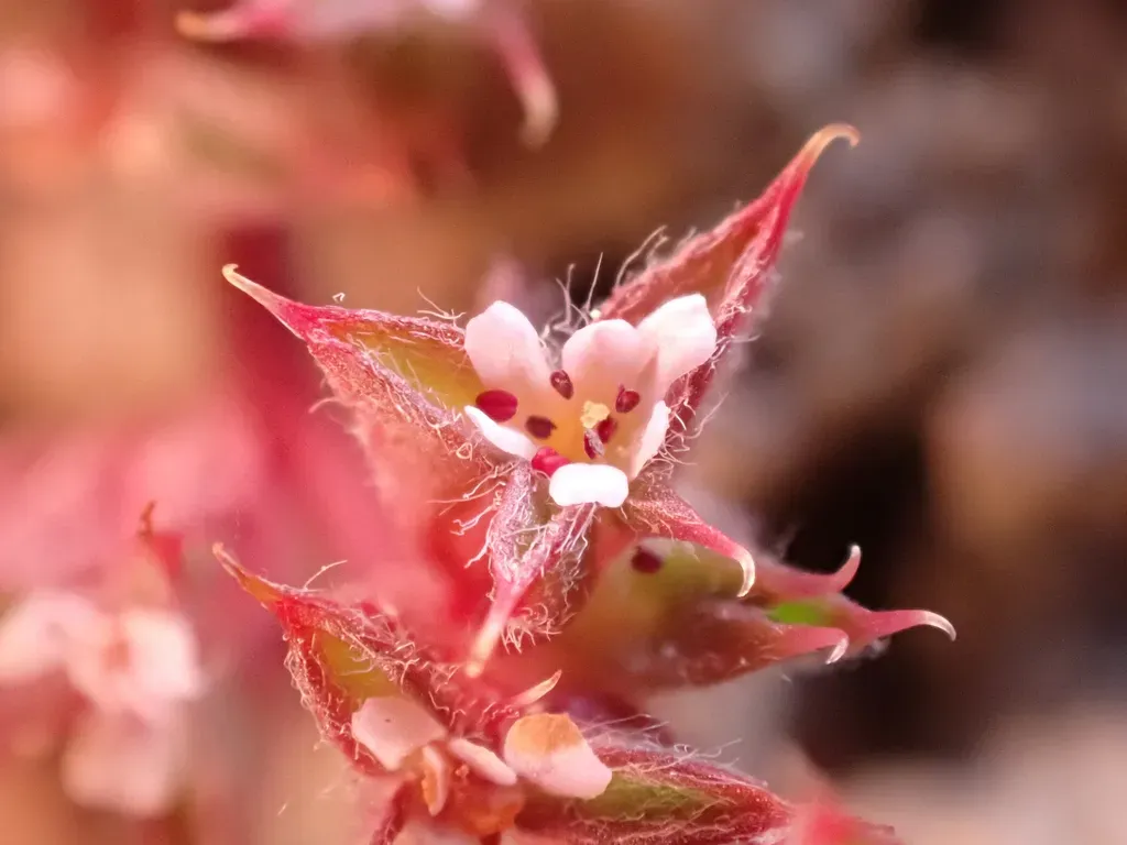 Knotweed Spineflower